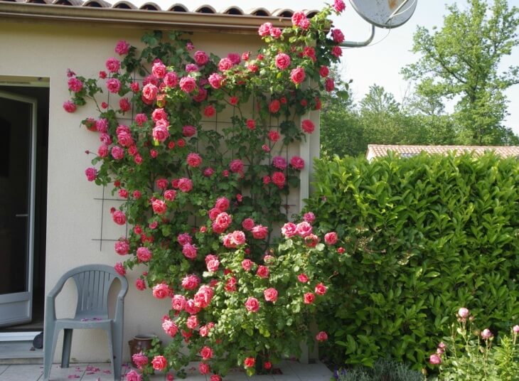 Роза - це численна група декоративних рослин, що відноситься до роду «Шипшина»