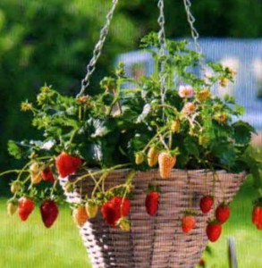 Якщо місця на городі мало, а полуницю посадити хочеться, то завжди можна знайти оригінальний спосіб вирощування полуниці
