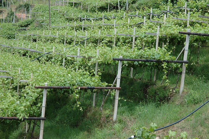 виноградник  За Ростову, як правило, ранні сорти мають найбільш слабкі прирости і короткі рукава