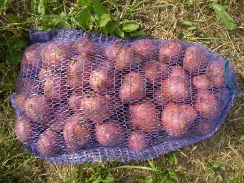 Збереження картоплі Рокко