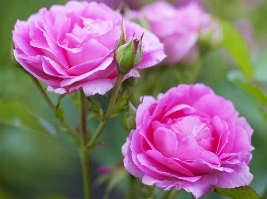 Санітарну обрізку канадських троянд рекомендується проводити ранньою весною до розпускання бруньок - необхідно повністю усунути засохлі, вимерзлі і пошкоджені пагони