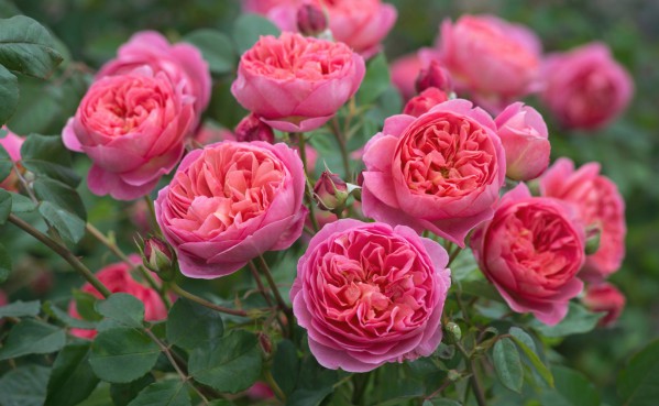 При створенні бордюрів обрізку троянд Остіна необхідно проводити навесні на однакову висоту (приблизно 60 сантиметрів)