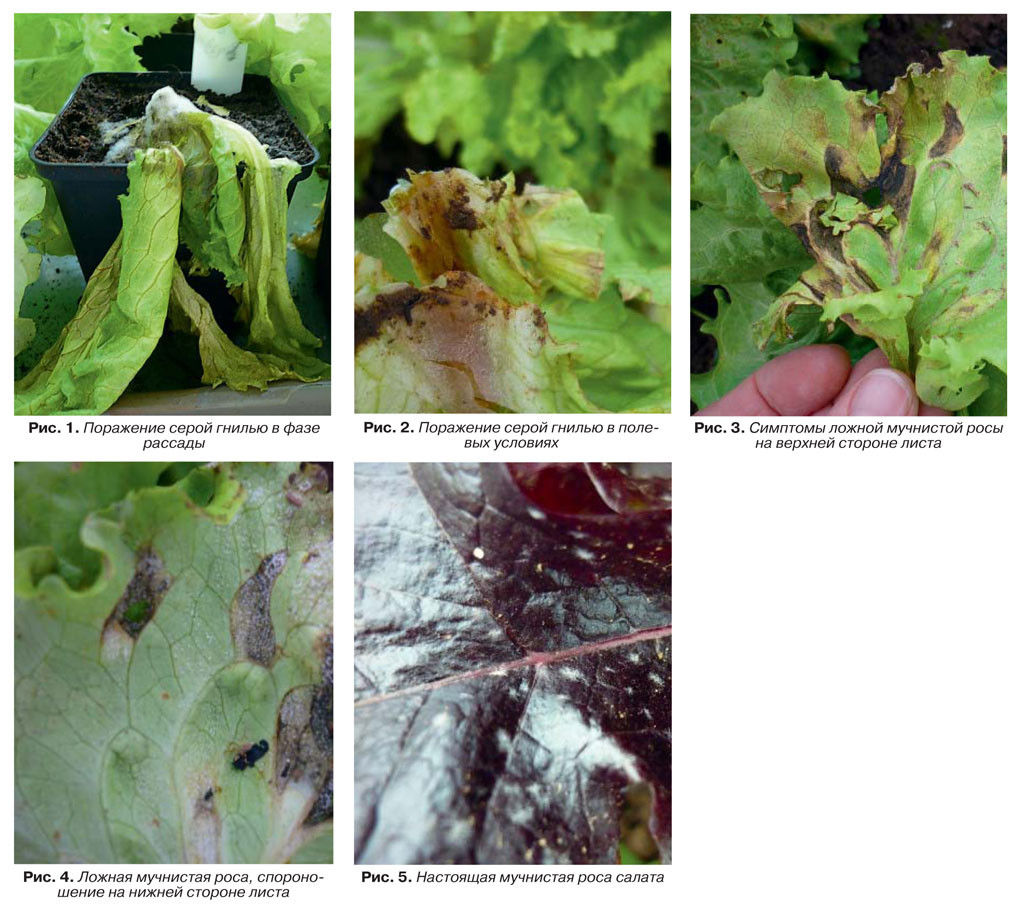 Симптоми мозаїки салату на початку захворювання виражені слабо і виявляються в основному в уповільненому зростанні рослин
