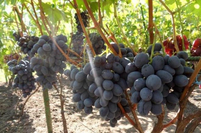 Україна славиться своїми агрокультурних досягненнями, в тому числі, і в виноградарстві