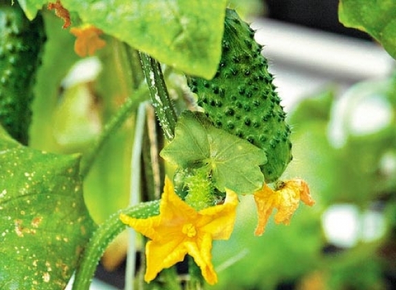На балконі можна вирощувати не тільки цибулю, петрушку, салат, але і огірки
