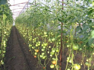 Г лавная відмінна риса високорослих томатів - необмежене зростання, який можна зупинити, тільки пріщіпнув верхівку