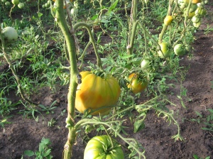 Вирощувати високорослі томати дуже вигідно - з однієї рослини вихід набагато більше, ніж з низькорослого