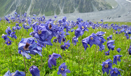 Дуже добре підходить для вирощування в рокарії і альпінаріях через свого мініатюрного розміру і щільних куртинок з яскраво-синіми квітками