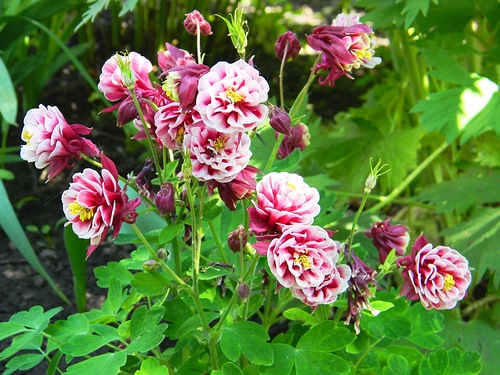 Сортосерія Barlow, дуже відома і популярна через елегантною витонченості махрових квіток з короткими шпорцамі і красивою ажурного листя