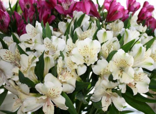 За своїм зовнішнім виглядом квіти альстромерії нагадують лілії або лілейники, тому дуже часто в народі ця рослина називають «перуанська лілея» або «лілія інків»