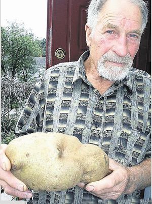 А тернопільський мічурінець Михайло   Рибак   в 2007 році встановив рекорд по картоплі - 1484 р Захоплення Михайла - вирощування габаритних плодів - почалося після того, як він вийшов на пенсію