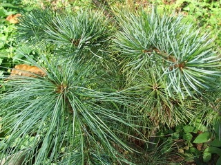 Ботанічна назва: Кедр корейський або Кедр маньчжурський, або Сосна кедрова корейська, або Сосна корейська (Pinus koraiensis)