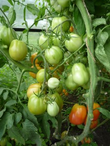 Так коли ж сіяти насіння томатів на розсаду