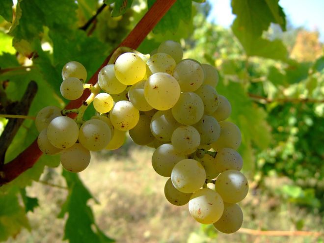 Виноград - смачна і корисна ягода, знайома нам з дитинства