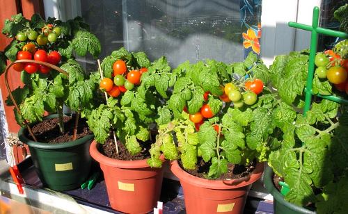 Вирощування помідорів взимку - заняття досить цікаве і корисне